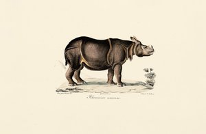 Indisches Nashorn