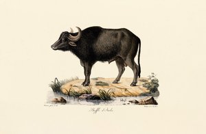 Italienischer Wasserbüffel