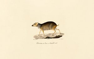 Javanischer Hirsch (Männlich) von Jacques Christophe Werner