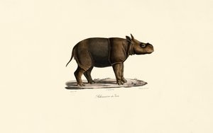 Javanisches Nashorn