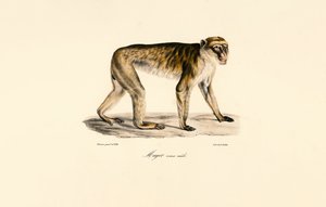Langschwanzmakak (männlich)