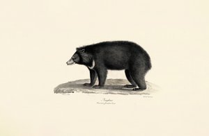 Malaiischer Sonnenbär von Jacques Christophe Werner