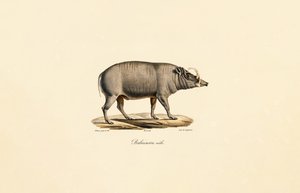 Männlicher Babirusa