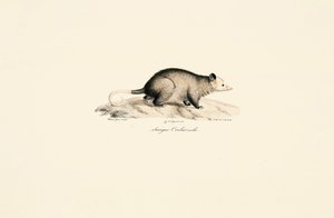 Männlicher Nacktschwanz-Wollbeutelratte