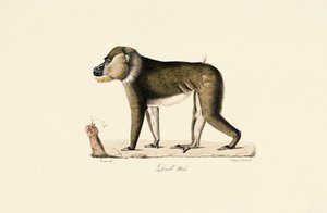 Männlicher Gelada-Pavian von Jacques Christophe Werner