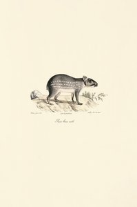 Männlicher Gefleckter Paka von Jacques Christophe Werner
