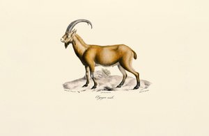 Männliche Wildziege von Jacques Christophe Werner