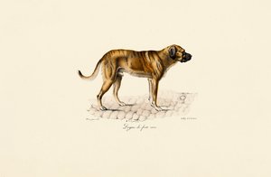 Mastiff von Jacques Christophe Werner