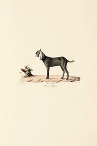 Nepalesische Ziege von Jacques Christophe Werner