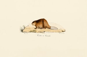 Nordamerikanischer Biber von Jacques Christophe Werner