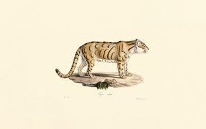 Ozelot (Leopardus pardalis)