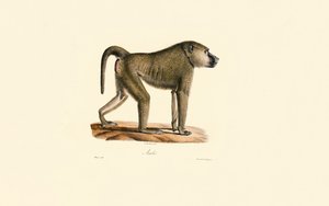 Olivenpavian