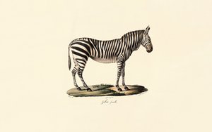Steppenzebra, weiblich von Jacques Christophe Werner