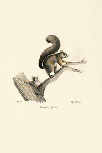 Pyrenäen-Eichhörnchen mit Jungem