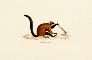 Rotstirnlemur