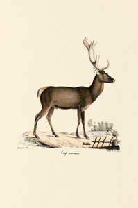Rothirsch von Jacques Christophe Werner