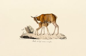 Rothirschkuh mit Kalb von Jacques Christophe Werner