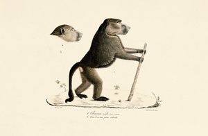 Heiliger Pavian mit Kopf eines jungen Exemplars von Jacques Christophe Werner