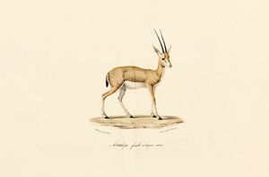 Schlankhorn-Gazelle, Weibchen von Jacques Christophe Werner