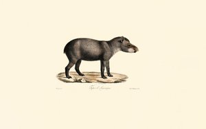Südamerikanischer Tapir von Jacques Christophe Werner