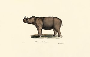 Sumatra-Nashorn