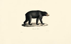 Sonnenbär (Malaiischer Bär)