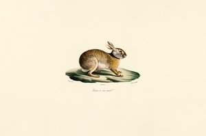 Tolai-Hase (Lièvre à cou noir) von Jacques Christophe Werner