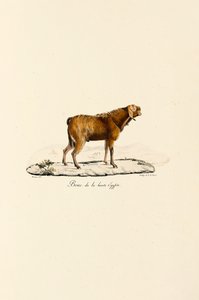 Oberägyptischer Ziegenbock von Jacques Christophe Werner
