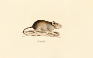 Vlei-Ratte