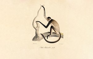 Weißbauch-Spinnenaffe (Weibchen)