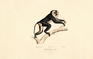 Weißkragenmangabe (Männlich)
