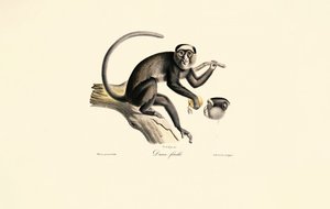 Weißstirn-Spinnenaffe (Diane femelle) von Jacques Christophe Werner
