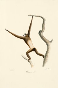Weißhandgibbon (Hylobates lar)