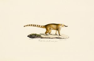 Weißnasen-Nasenbär (weiblich, hellere Variante)