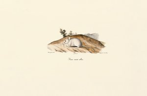 Weiße Springmaus (Souris variété albine) von Jacques Christophe Werner