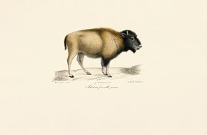 Junger Amerikanischer Bison