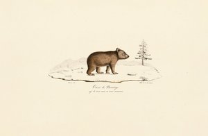 Junger Braunbär aus Norwegen von Jacques Christophe Werner