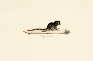 Junge weibliche Gewöhnliche Marmosette von Jacques Christophe Werner