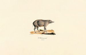 Junger männlicher Babirusa