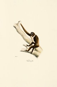 Junger Weißhandgibbon (Hylobates lar)