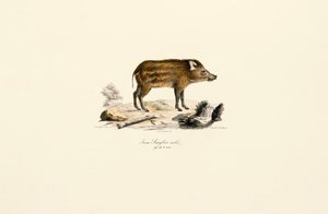 Junges Wildschwein