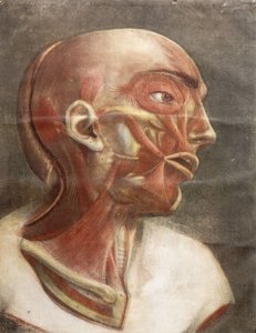 Anatomischer Kopf, aus "Myologie complete en couleur et grandeur naturelle", 1746 von Jacques Fabien Gautier dAgoty