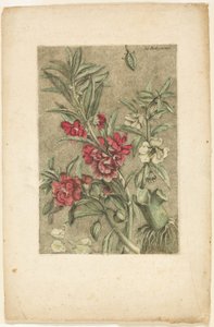 Springkraut, aus Collection des plantes usuelles, curieuses, et étrangères von Jacques Fabien Gautier d
