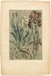 Iris Florentina, aus Sammlung der gebräuchlichen, kuriosen und fremden Pflanzen