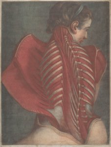 Der anatomische Engel oder Dissektion des Rückens einer Frau