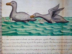 Enten namens Ploplos, Magellanstraße, Aquarell aus dem Logbuch von Jacques Gouin de Beauchesne, Kapitän der Compagnie royale de la Mer du Sud, von 1698 bis 1701, Frankreich