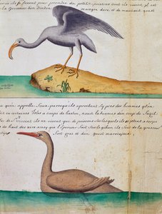 Unbekannter Vogel und Vogel namens Foux, Insel Sao Vicente, Kap Verde, Aquarell aus dem Logbuch von Jacques Gouin de Beauchesne, Kapitän der Compagnie royale de la Mer du Sud, von 1698 bis 1701, Frankreich