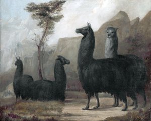 Alpakas von Jacques Laurent Agasse