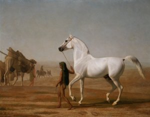 Der Wellesley Grey Araber durch die Wüste geführt