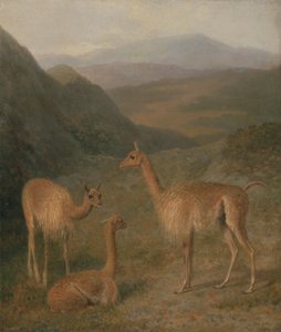 Vikunjas von Jacques Laurent Agasse